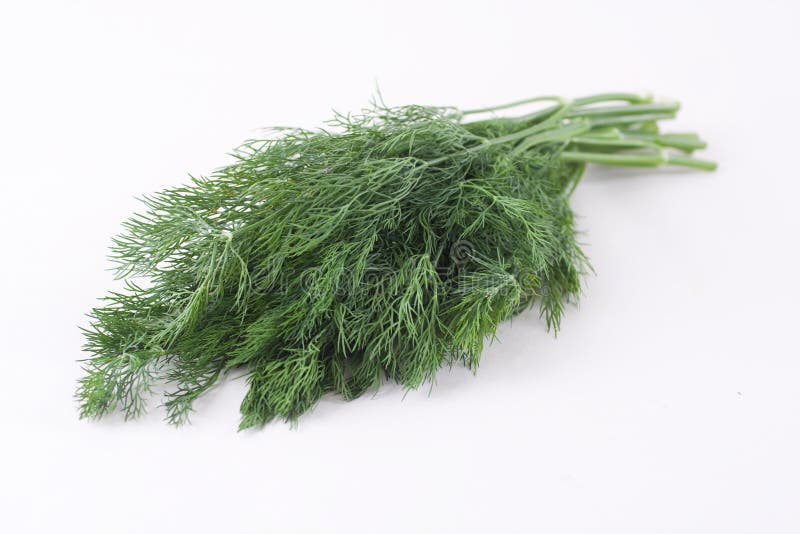 Green dill stock image. Image of macro, sheaf, bunch 14381693