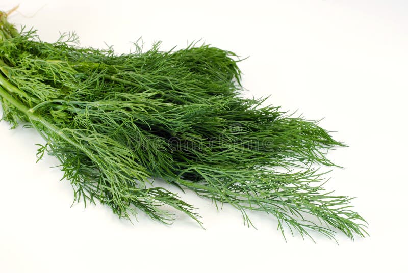 Green dill stock image. Image of fruit, dill, bunch, healthy 14698489