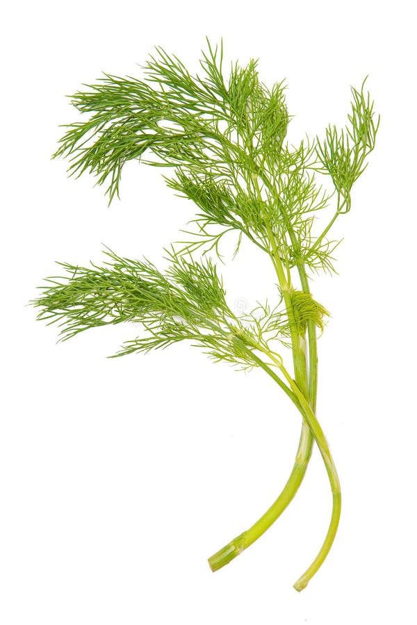 Green dill stock photo. Image of flavour, good, fragrant 16064218
