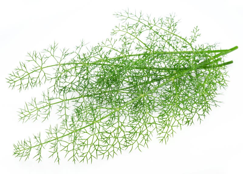 Green Dill Leaves Isolated on White Background Stock Photo Image of