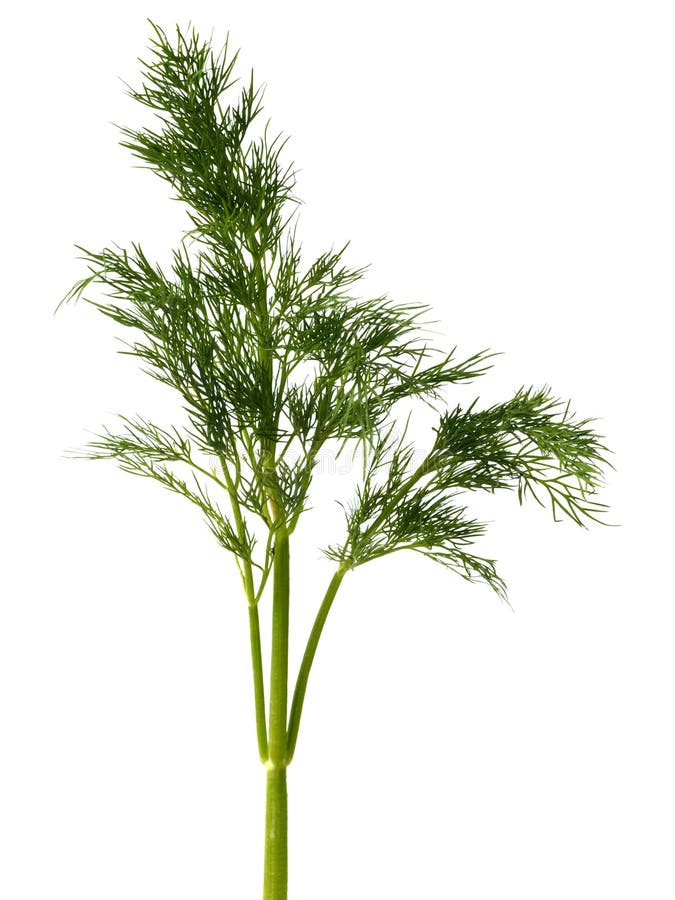 Dill Weed and Blue Sky stock image. Image of herb, abstract 75799531