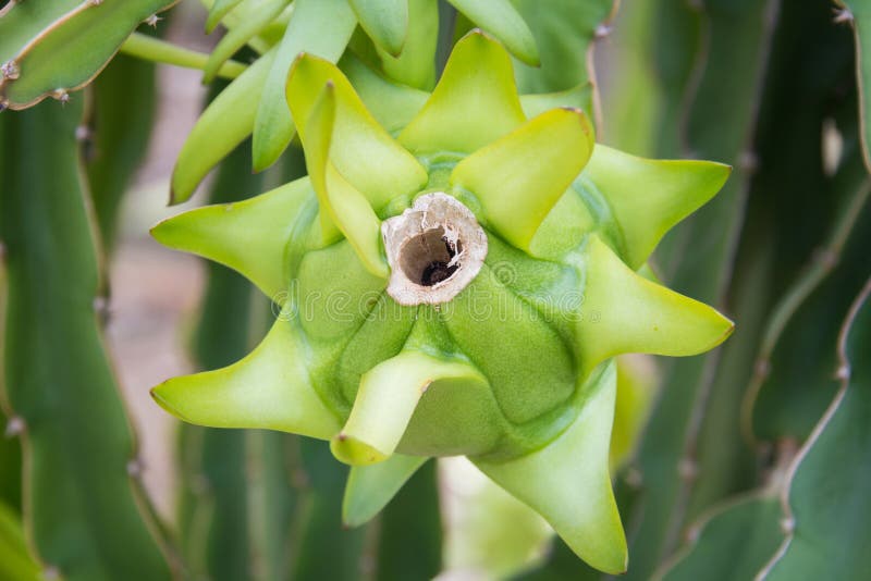 Green dragon stock photo. Image of anther, closeup, dragonfruit 87851528