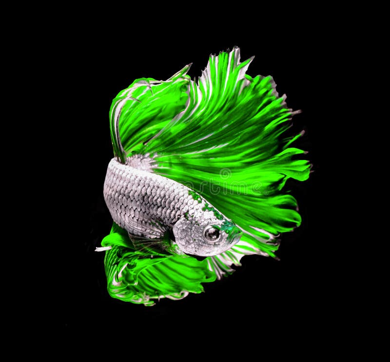 1,656 Green Betta Fish Black Stock Photos - Free & Royalty-Free Stock  Photos from Dreamstime