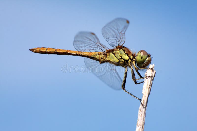 Green dragonfly stock photo. Image of animal, sympetrum 21101532