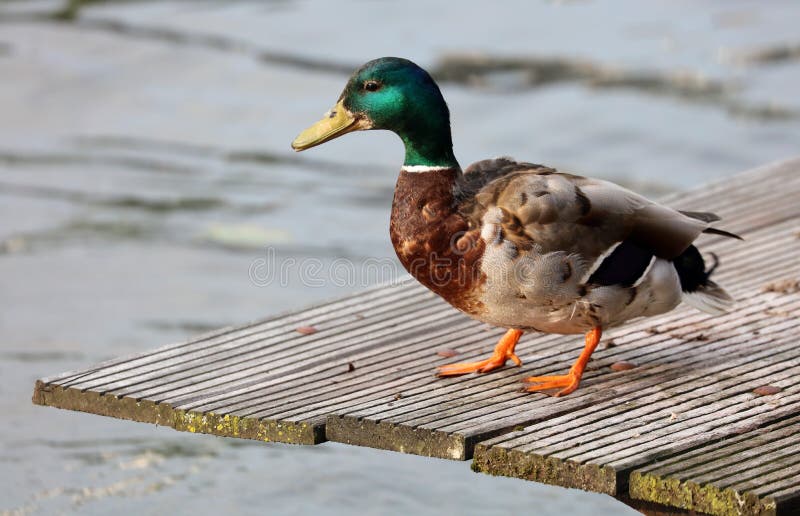 Green duck drake mallard in Amsterdam, The Nederlands