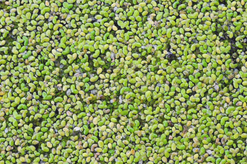 Green duckweed on the water. Close-up. Texture. Growing macroalgae - duckweed, family Lemna for feeding birds and fish. royalty free stock photos Green duckweed on the water. Close-up. Texture. Growing macroalgae - duckweed, family Lemna for feeding birds and fish. royalty free stock photos