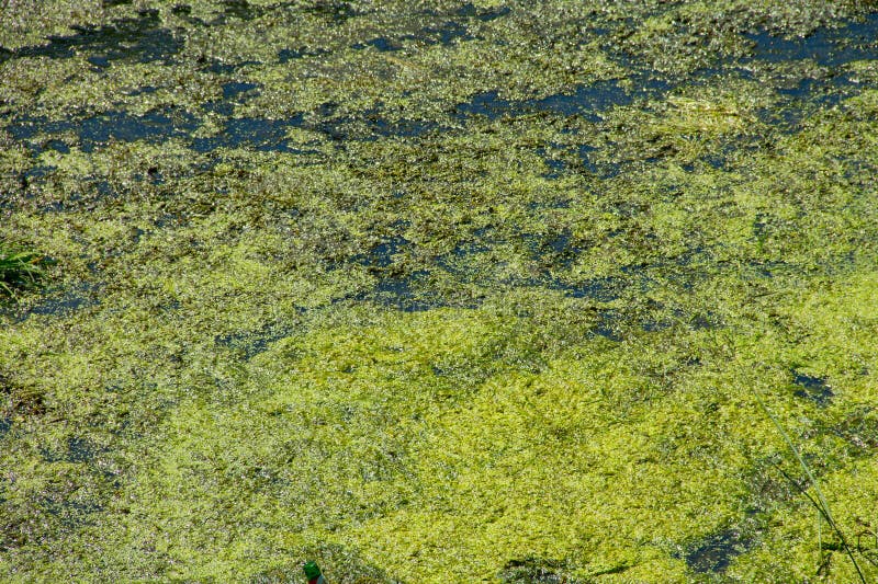 Green duckweed on water surface green duckweed on the water surface immagini stock libere da diritti