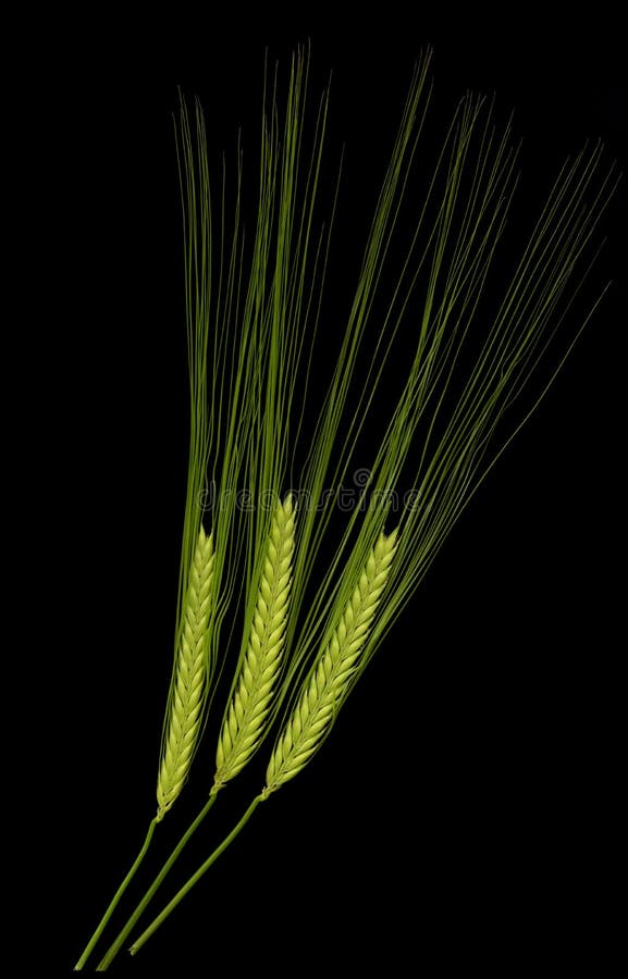 Green durum wheat