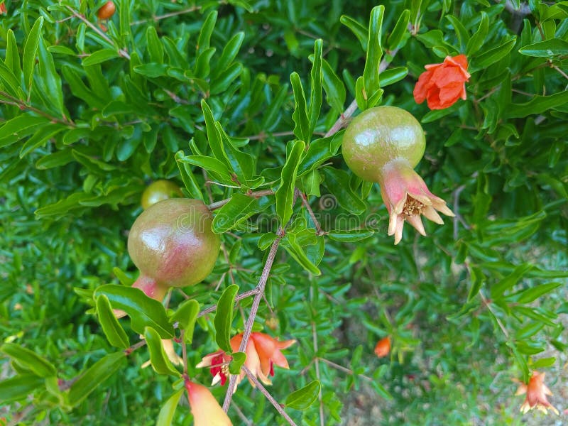 Green dwarf pomegranate fruits in spring stock image image of shrub