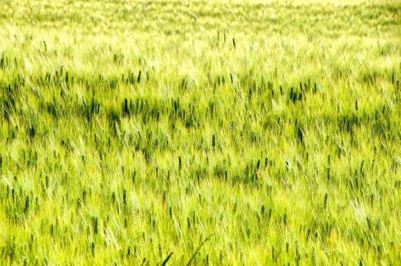 Green ear texture tall grass background royalty free stock image Green ear texture tall grass background royalty free stock image