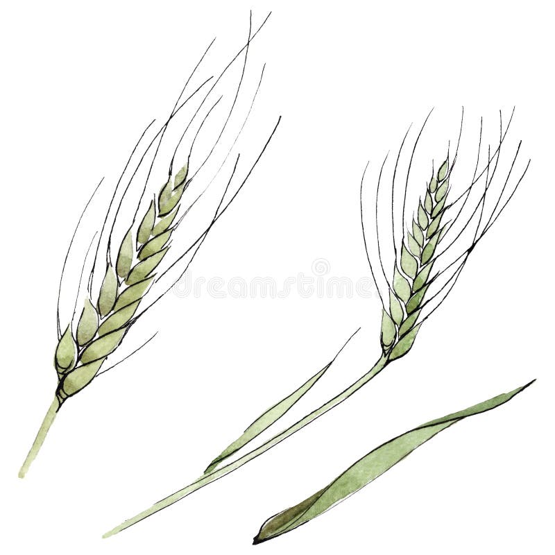 How to draw wheat. Step by step drawing tutorials for kids - YouTube