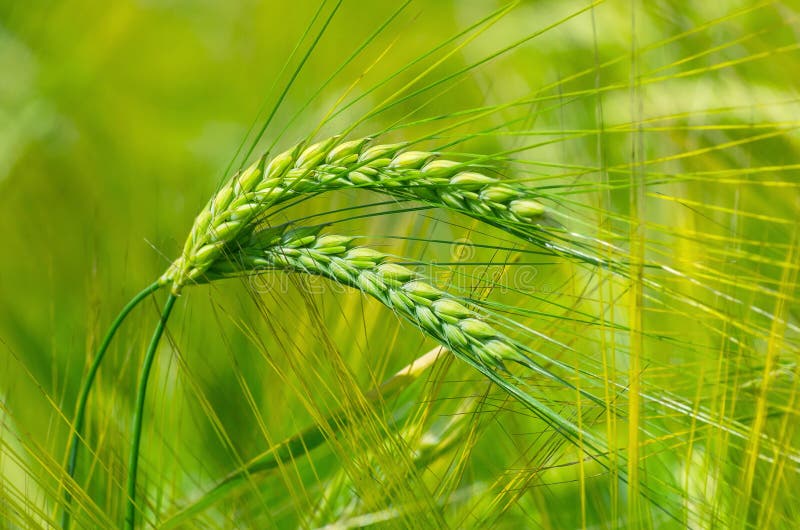 Background of large green ears of barley