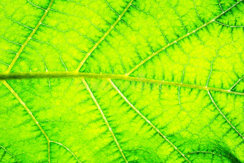 Green Eggplant Leaf Texture, Closeup. Stock Photo Image of spring
