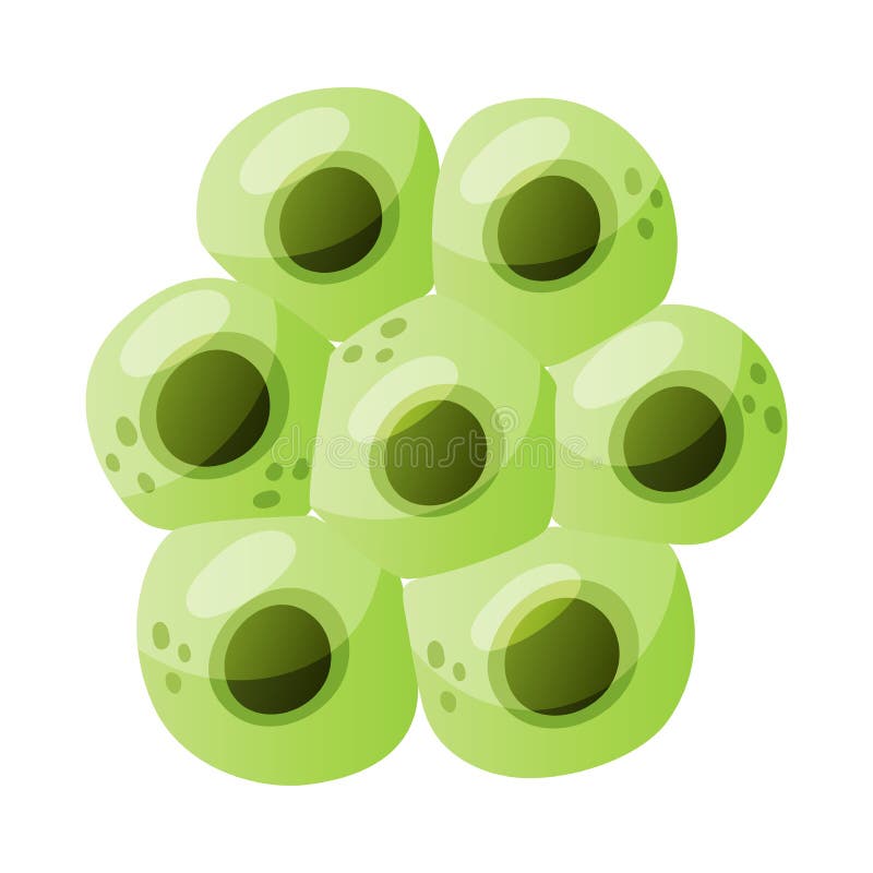 Green Eggs of Frog or Frogspawn Cluster Vector Illustration Stock