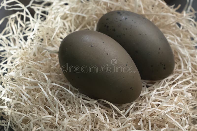 Green Eggs of Gavia Arctica. Easter Eggs, Easter Stock Photo - Image of  oology, green: 215256428