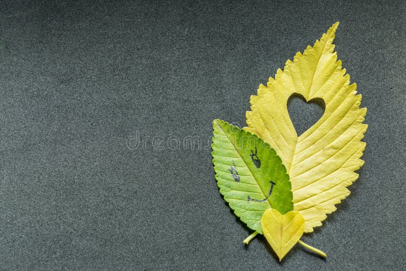 Yellow Elm Leaf with Cut Heart on Grey Background Stock Image - Image ...