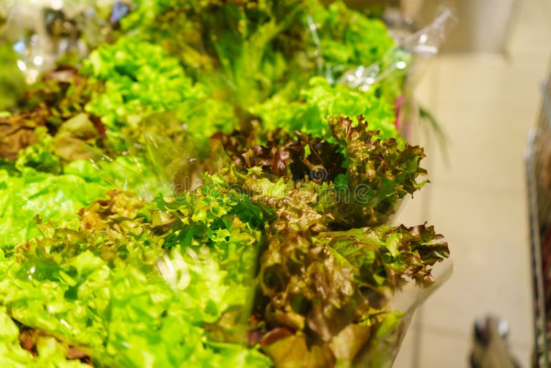 Green Endive Lettuce on Shop Shelf Stock Photo - Image of nature ...