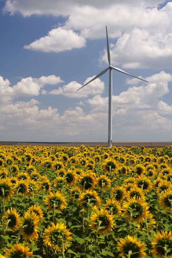 Sun flowers field looking at a wind turbine instead of Sun. Sun flowers field looking at a wind turbine instead of Sun