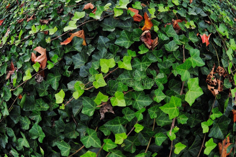 Green English Ivy