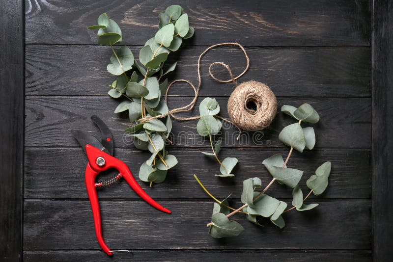 Green eucalyptus branches with pruner and ball of string on dark wooden table stock photography Green eucalyptus branches with pruner and ball of string on dark wooden table stock photography