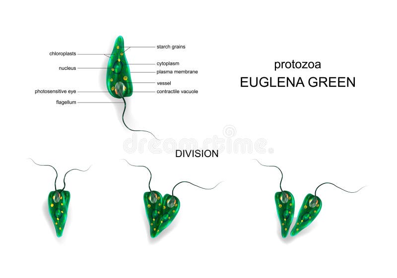 Green euglena. protozoa vector illustration