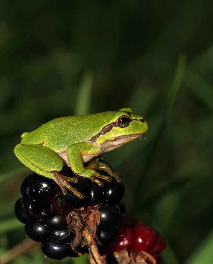 Green European treefrog sitting on Blackberry