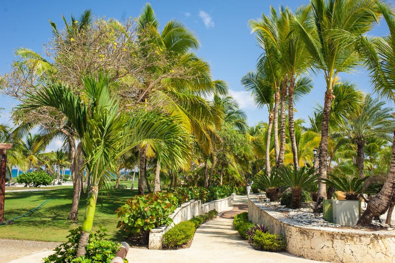 Green Exotic Garden. Dominican Republic. Pathway Stock Image - Image of ...