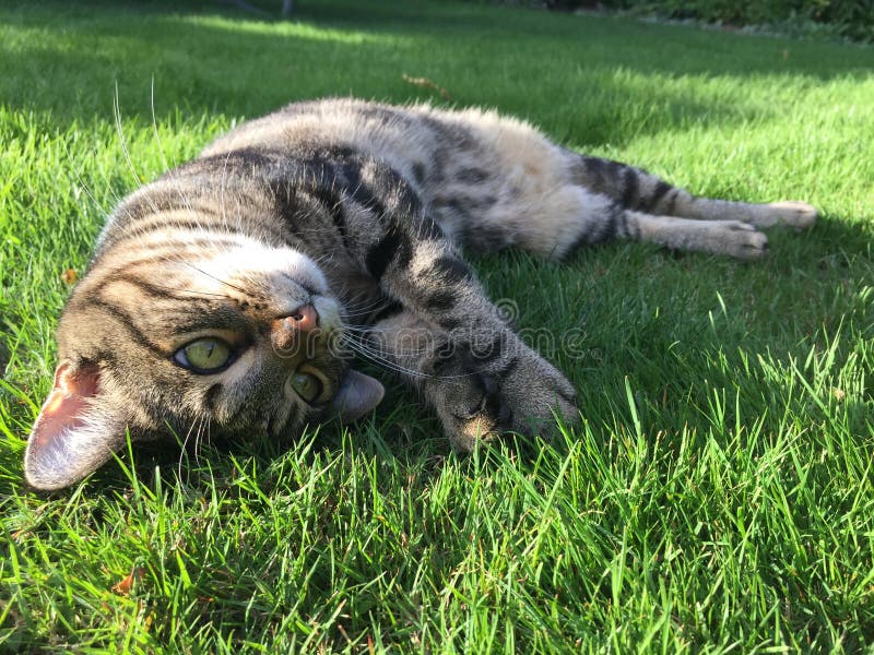 Green eye tabby cat sunbathing on grass