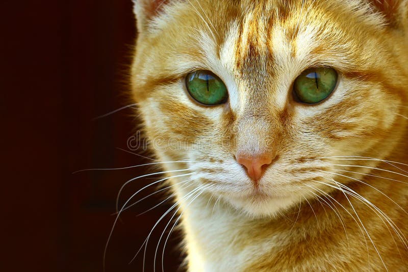 A Green Eyed Red Ginger Cat Staring at Camera Stock Image Image of
