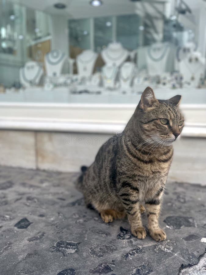 This photograph is of a beautiful green -eyed stray multi-colored soft brown cat, with black or dark brown tiger stripes sitting in front of a jewelry store front on a cobble stone walkway in Europe, Santorini Greece looking straight ahead at the people walking by. This photograph is of a beautiful green -eyed stray multi-colored soft brown cat, with black or dark brown tiger stripes sitting in front of a jewelry store front on a cobble stone walkway in Europe, Santorini Greece looking straight ahead at the people walking by.