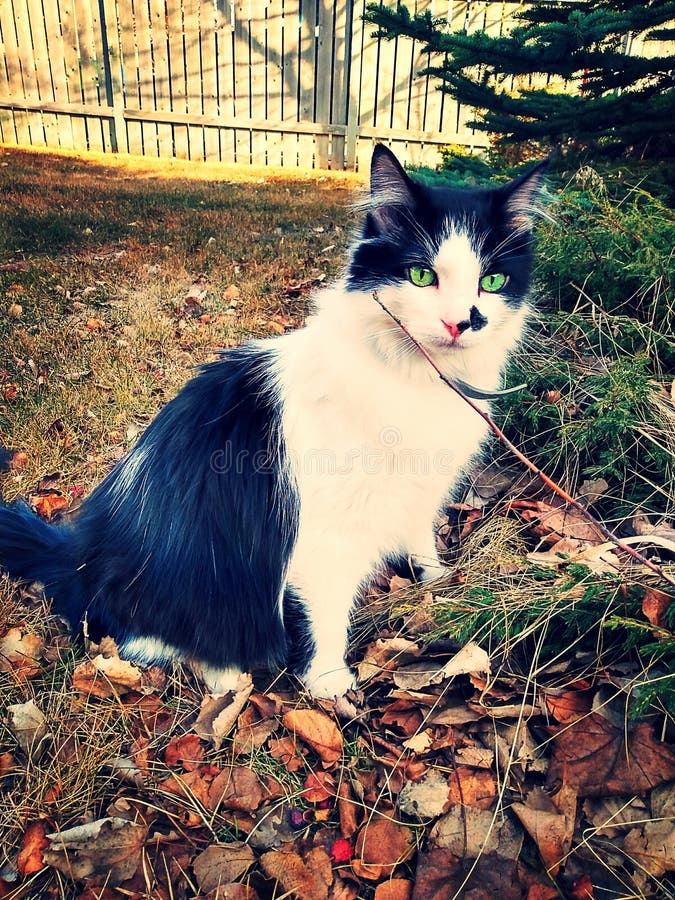 Black White Long Hair Tuxedo Cat Green Eyes Stock Photos - Free &  Royalty-Free Stock Photos from Dreamstime