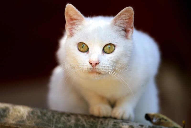 Green-eyed white cat watching her prey stock image Green-eyed white cat watching her prey stock image