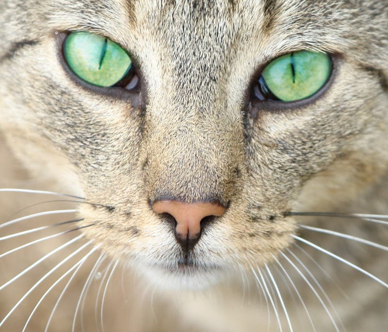 Cross eyed siamese cat stock photo. Image of portrait 1639266