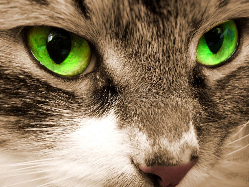 Green eyes of a cat.
