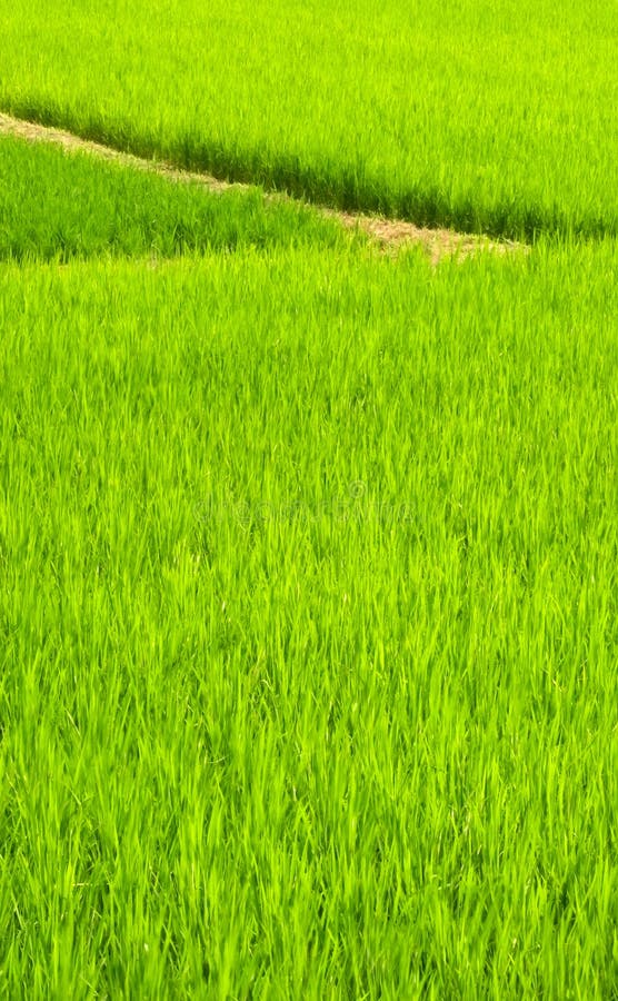 Green farm stock image. Image of green, beauty, bright - 10785485