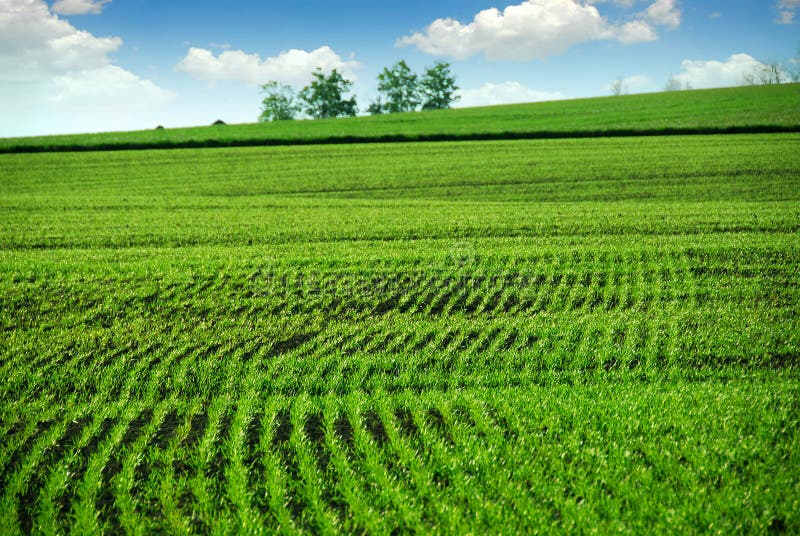 Green Farm Field Stock Photo Image Of Rural Farming Corn 894754