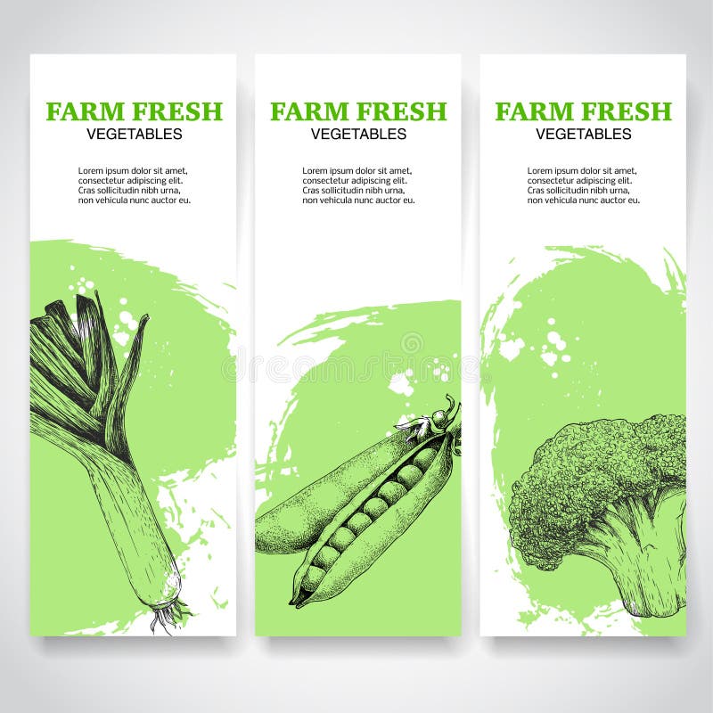 Green farm fresh vegetables banners. Leek, peas and broccoli. Sketch hand drawn veggies on green watercolor backgrounds. stock illustration Green farm fresh vegetables banners. Leek, peas and broccoli. Sketch hand drawn veggies on green watercolor backgrounds. stock illustration