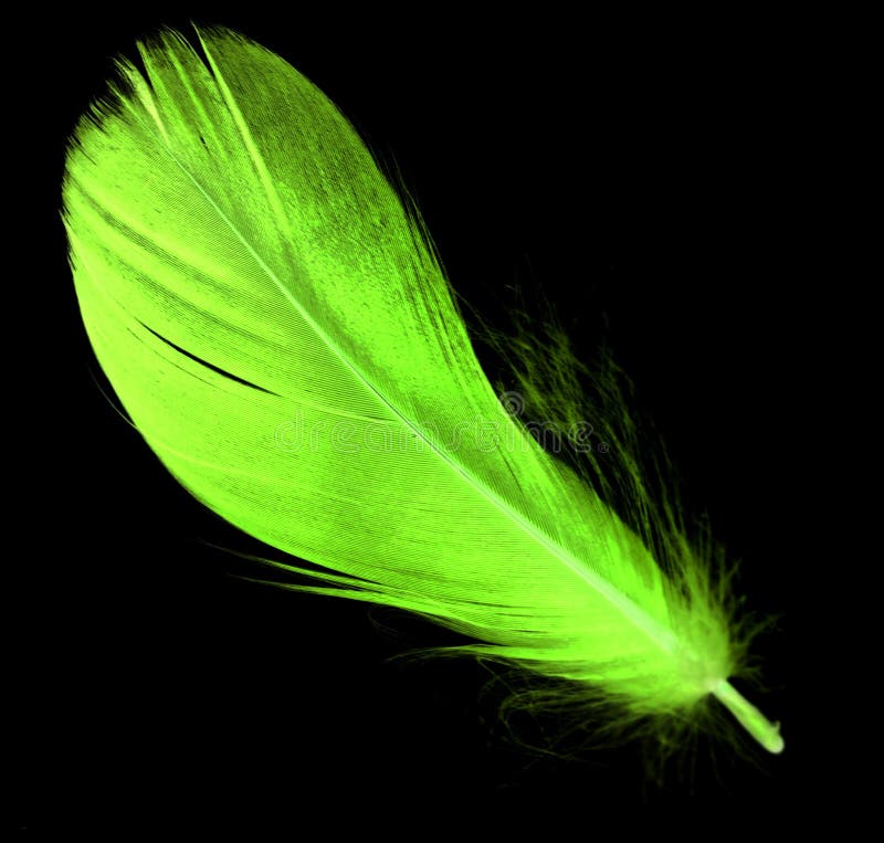 A Green Feather on a Black Background Stock Image Image of bright