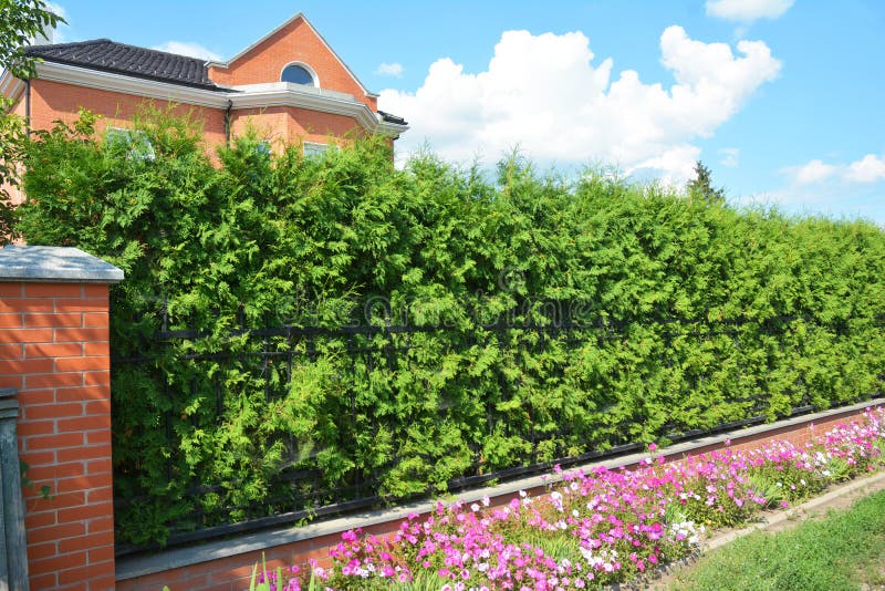 Green Fence with Trimmed Green Thuja and Welded Wire Fencing.