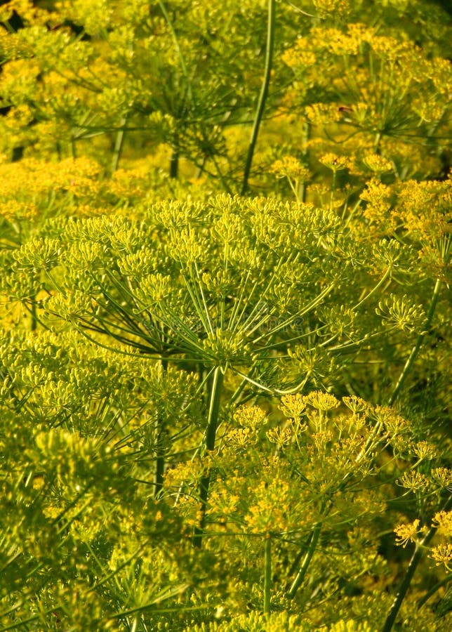 Green fennel stock photo. Image of season, macro, seed 10357408