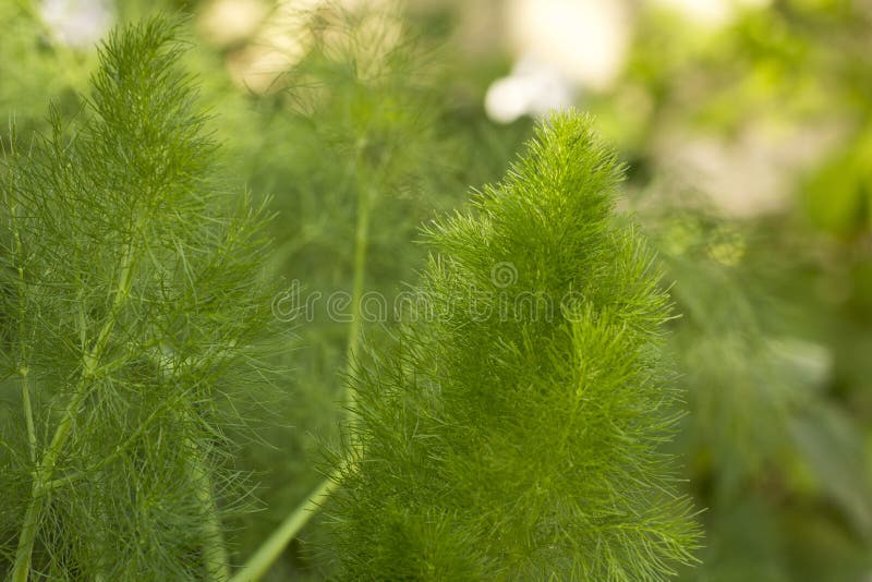 Green fennel plant growing stock image. Image of healthy 28123333
