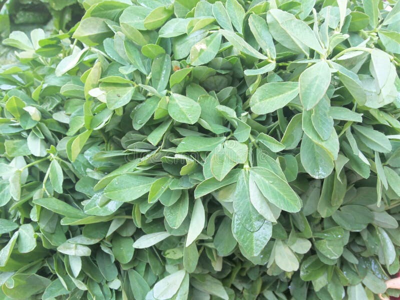 Green fenugreek stock image. Image of methi, hurb, green 61695845
