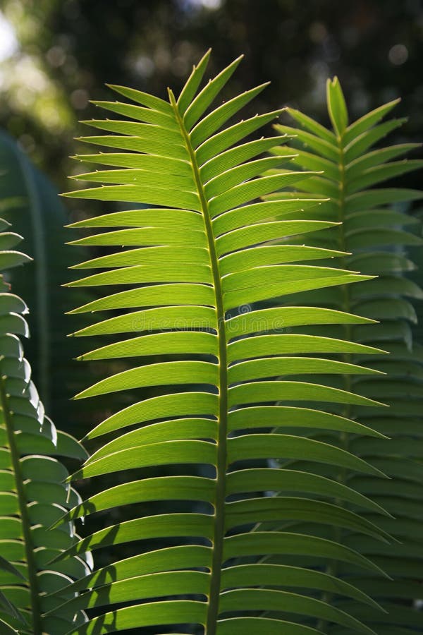 Green fern