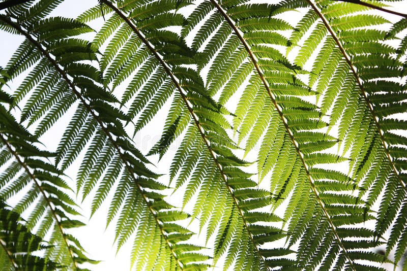 Green fern