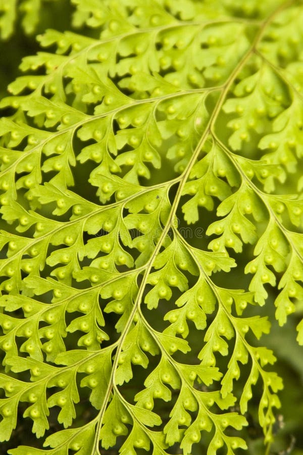 Green Fern