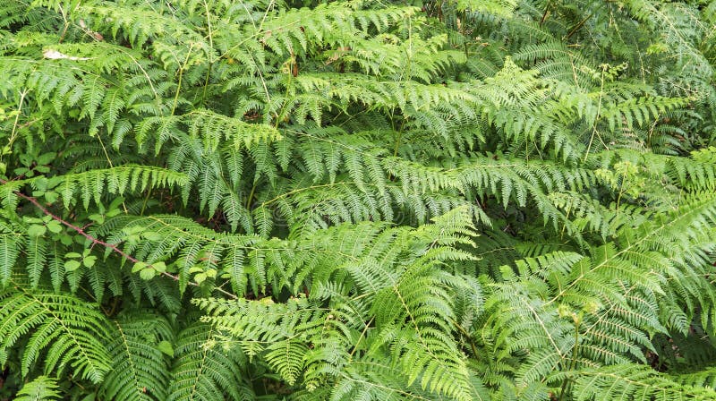 Green Fern Background royalty free stock photos