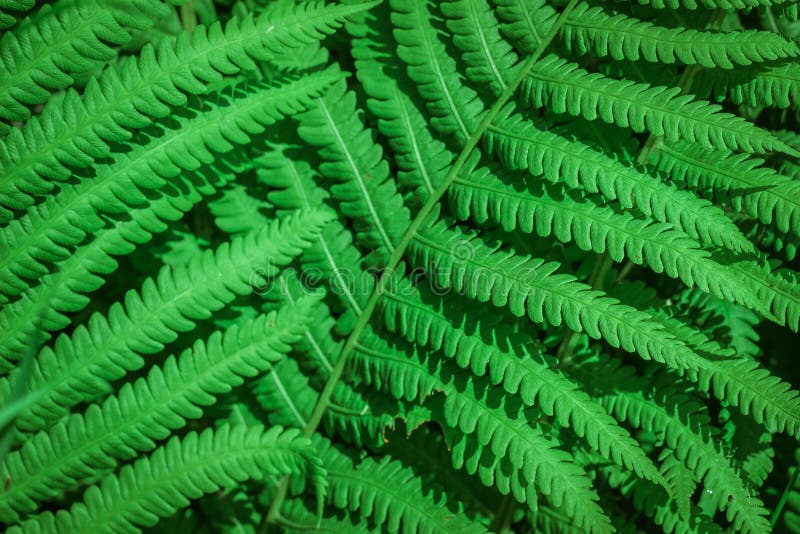 Green fern close up - texture and background