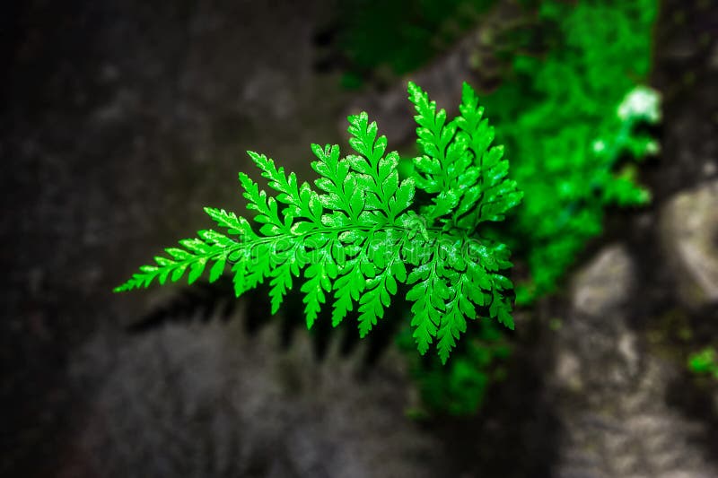 Green Fern Leaf, Growing on Rocky Soil Stock Photo Image of leaf