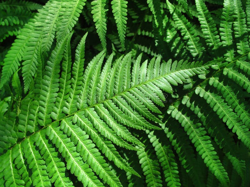 Green fern leafs background royalty free stock photo