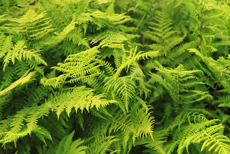 Green fern leaves texture